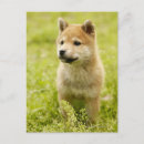 Search for ken postcards Dog