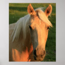Search for mustang horses posters Rodeo
