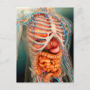 Search for human body organs Structure
