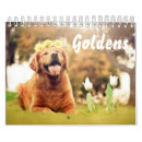 Search for golden retriever calendars Puppy
