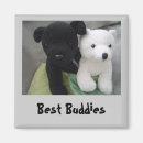 Search for buddy magnets Nature