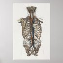 Search for aorta Anatomical