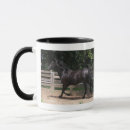 Recherche de chevaux arabes tasses Équine