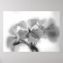 Recherche de géranium posters Pelargonium