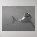 Recherche de great white shark posters Ocean