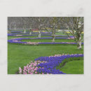 Recherche de arbre tulipe cartes postales Parc