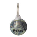 Search for turtle pet supplies Reptile