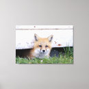 Search for wild fox canvas prints Animals in the wild