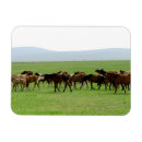 Recherche de chevaux photographie Faune