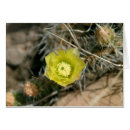 Recherche de figuier cartes postales Cactus