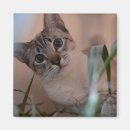 Recherche de alerte magnets Mignon