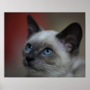 Search for siamese kitten Animal