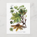 Search for acer Maple