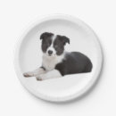 Search for border collie plates Puppy