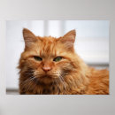 Recherche de norvégien posters Norway