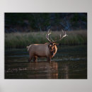 Recherche de élan posters Wapiti