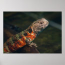 Search for chinas art Animal