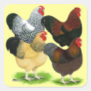 Search for red rooster stickers Poultry