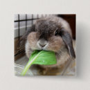 Search for vegetation buttons Animals
