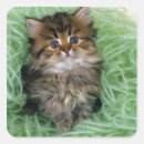 Search for persian kittens stickers Cat