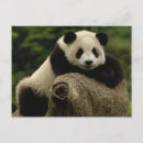 Search for giant sympathy cards Behaviour