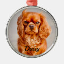 Search for ruby cavalier Puppy