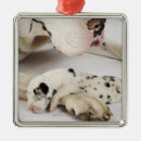 Search for harlequin great dane decor Animal body part