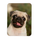 Recherche de chiot de carlin magnets Chien