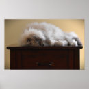 Recherche de chat curieux posters Mignon