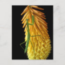 Search for red hill postcards Green