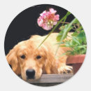 Search for golden retriever puppy stickers Puppies