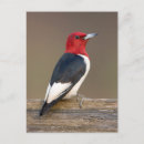 Recherche de erythrocephalus Nature