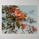 Search for crabapple posters Tree