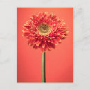 Search for red daisy postcards Daisies