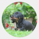 Search for miniature dachshund stickers Puppy