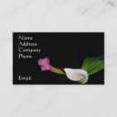 Recherche de zantedeschia photographie Floral