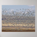 Search for migration Goose