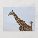 Recherche de chobe cartes postales Faune
