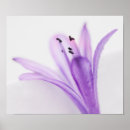Recherche de agapanthus posters Lis