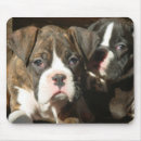 Recherche de boxer tapis souris Chiens