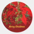 Search for fir stickers Poinsettia