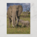 Search for elephant calf postcards Africa