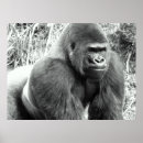 Search for wild apes art Primates