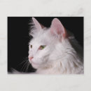 Recherche de angora cartes postales Félin