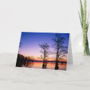 Search for bald tree cards Wildlife