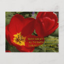 Recherche de tulipe rouge cartes postales Tulipes