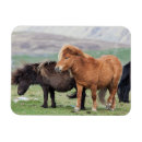 Recherche de pony magnete Animal