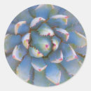 Search for yucca stickers Close up