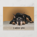 Recherche de pinscher miniature cartes postales Animal