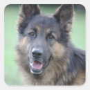 Search for loyalty stickers Animal